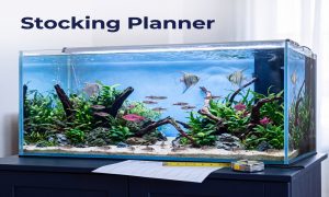 Freshwater Fish Compatibility & Stocking Planner