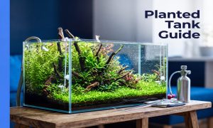 Planted Aquarium Setup Guide & Maintenance Calendar