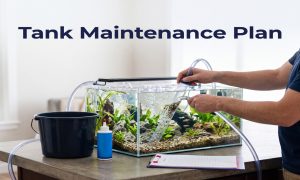 Aquarium Maintenance Schedule & Water Change Calculator